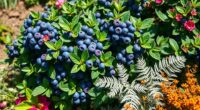 ideal blueberry companion plants