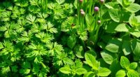 ideal parsley companion plants