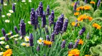 ideal plants for lavender