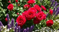 ideal rose companion plants