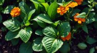 ideal spinach companion plants