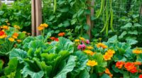 kale companion plants