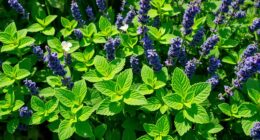 mint planting guide