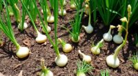 onions and garlic companions