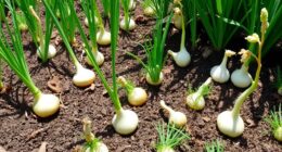 onions and garlic companions