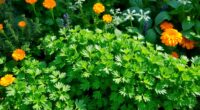 parsley companion plants