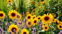 sunflower companion plants