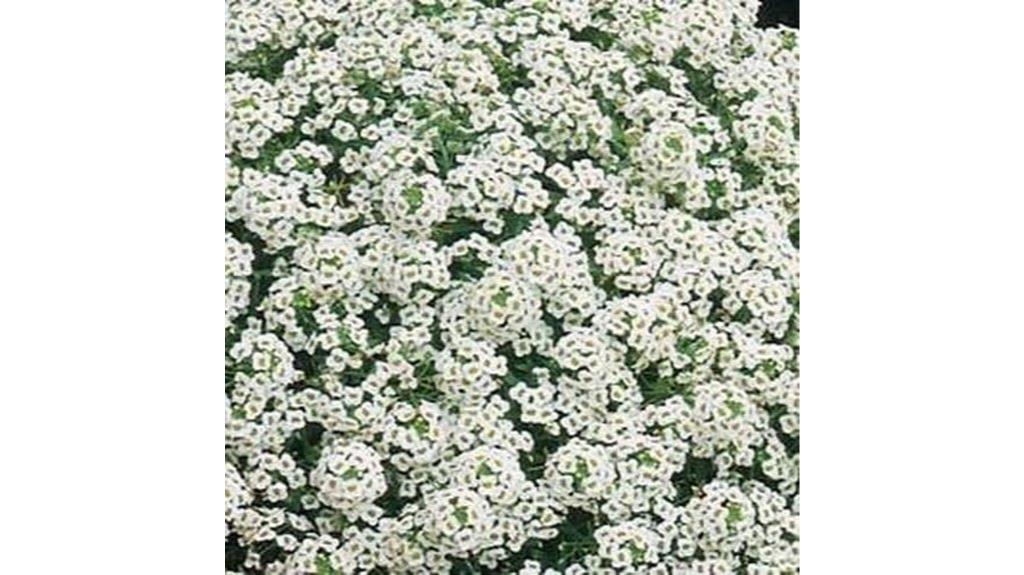alyssum snow flower seeds