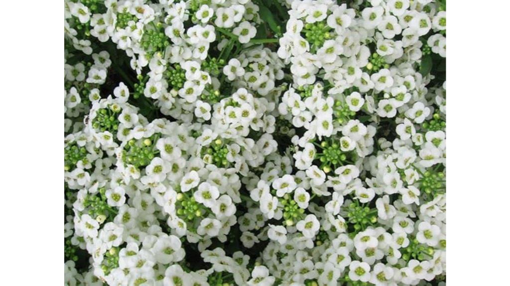 alyssum snow garden seeds