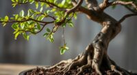 bonsai care and shaping