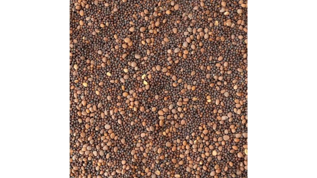 brassica cover crop seeds