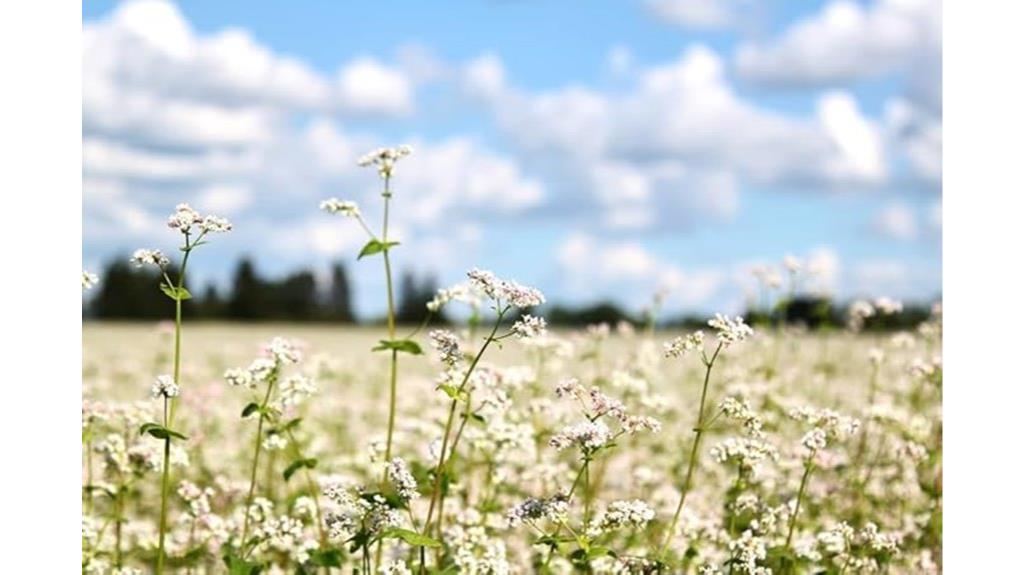 buckwheat seed planting instructions