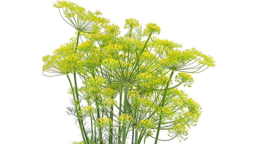 bulk bouquet dill seeds