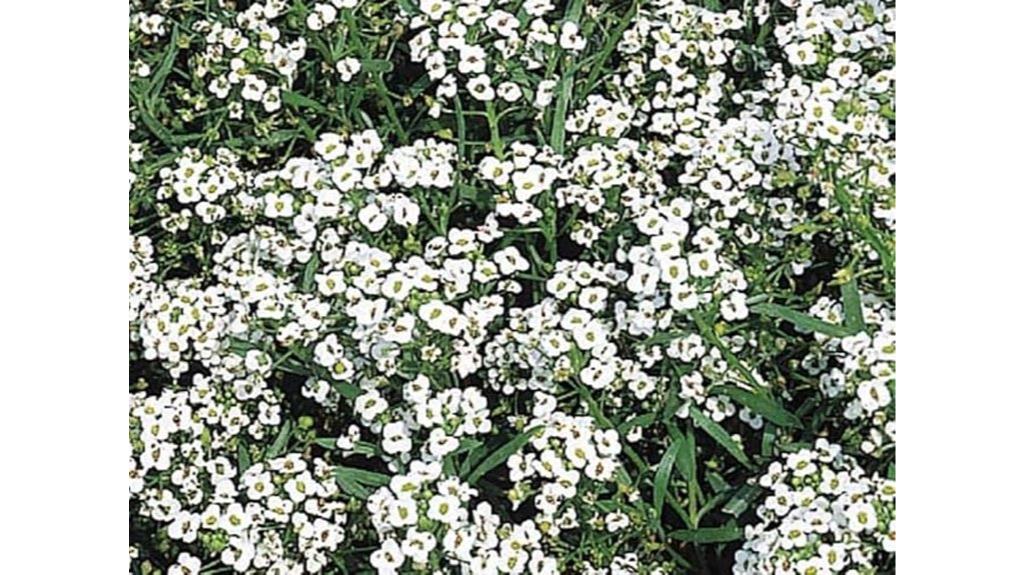 bulk sweet alyssum seeds