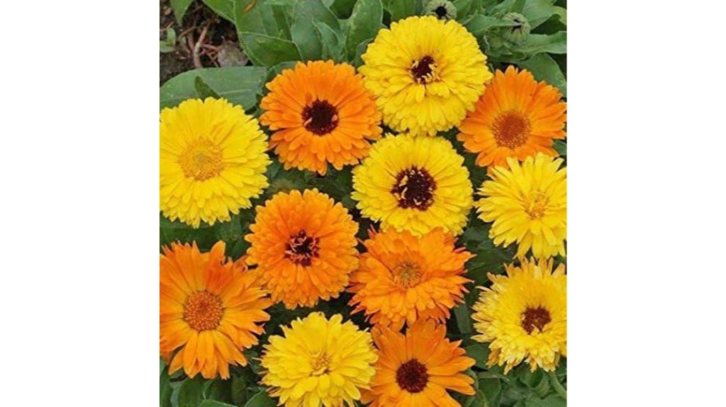 calendula pacific beauty mix
