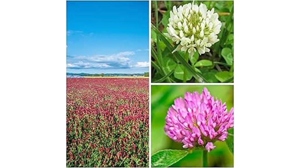 clover seed blend package