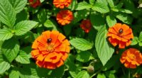 companion plants for pest control
