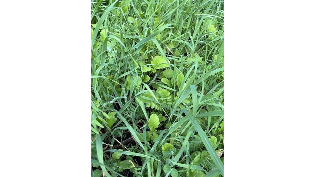cover crop seed mixture