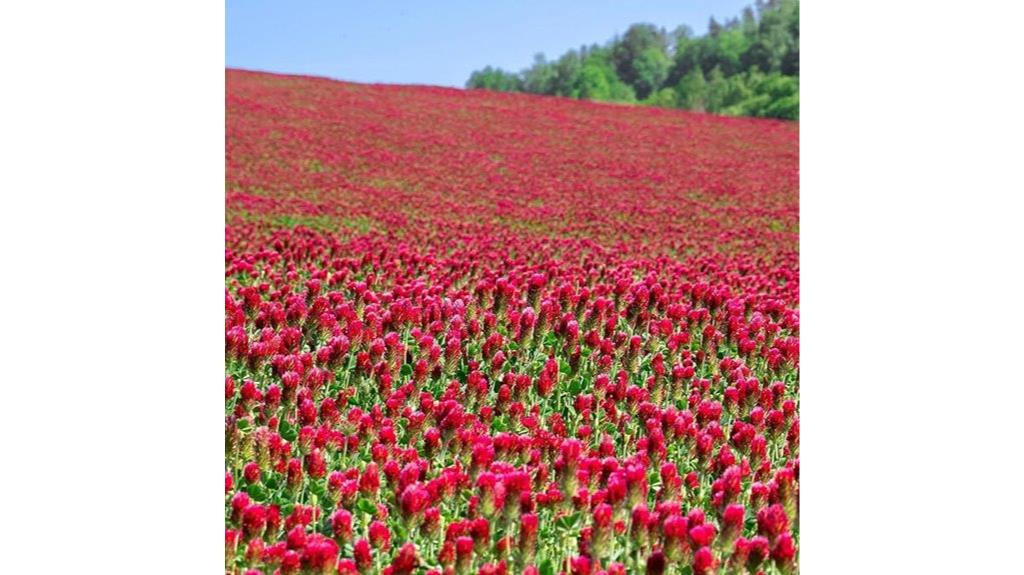 crimson clover seed package
