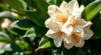 easy gardenia plant care