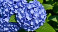 easy vibrant hydrangea blooms