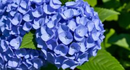 easy vibrant hydrangea blooms