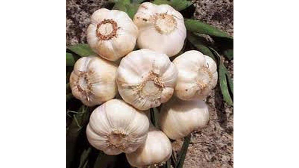 eight garlic bulbs pack