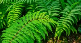 fern types from boston
