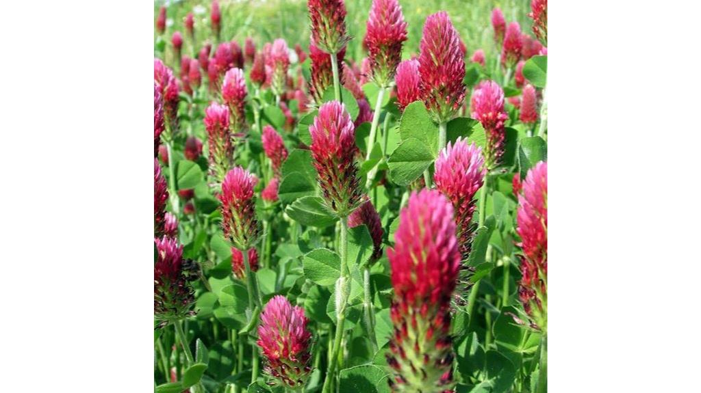 five pound crimson clover seeds