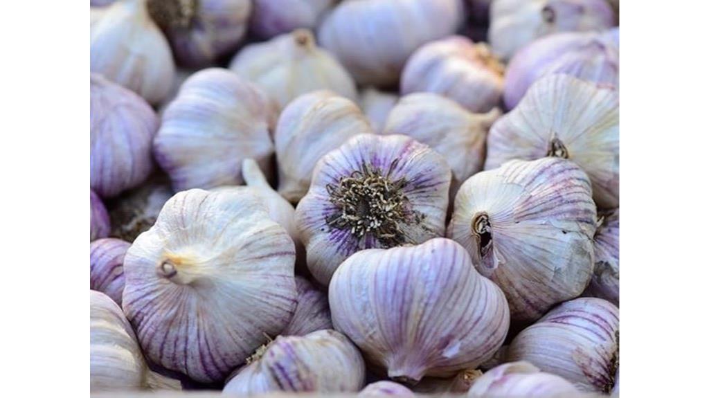 fresh siberian garlic bulb