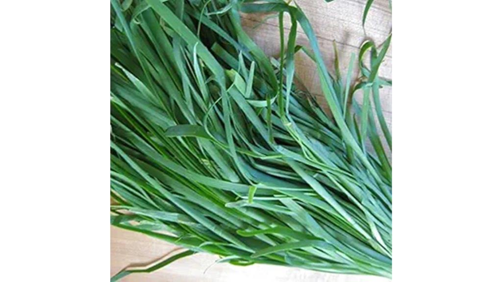 garlic chive seed planting