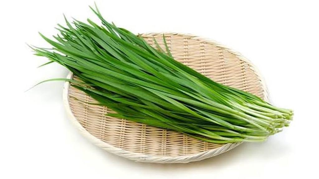 garlic chive seed planting