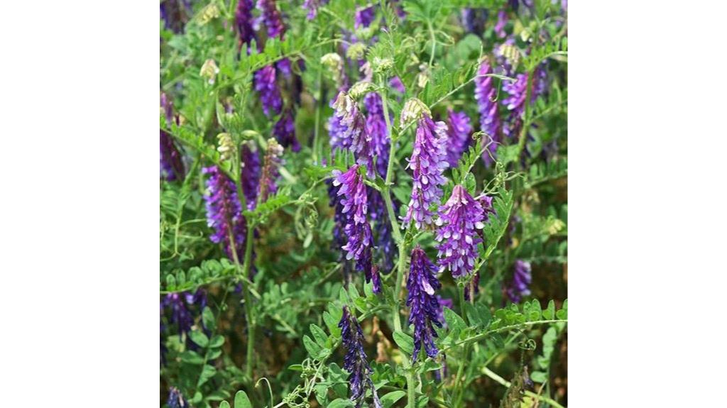 hairy vetch cover seeds