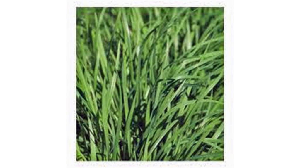 heirloom non gmo chive seeds