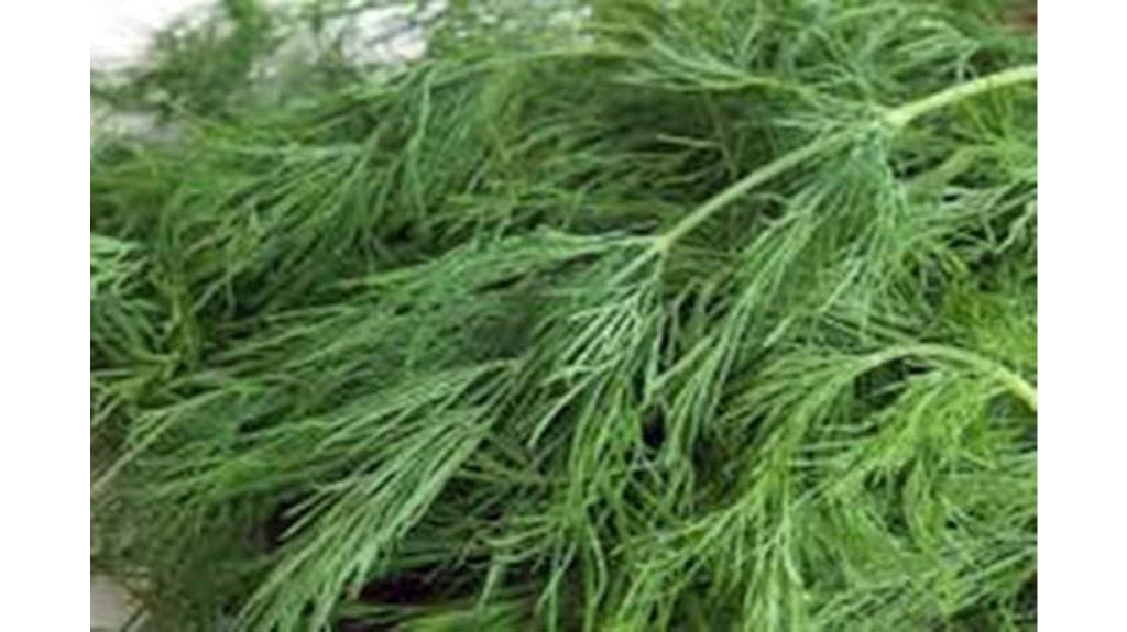 heirloom non gmo dill
