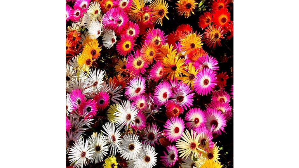 ice plant seeds pack