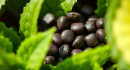 indoor plant fertilizer pellets