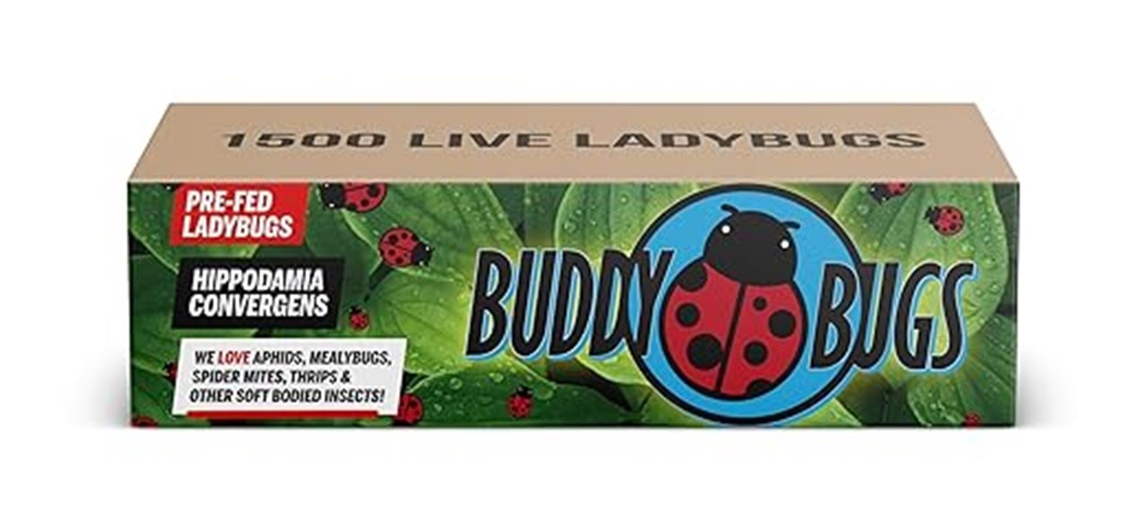 ladybugs for pest control