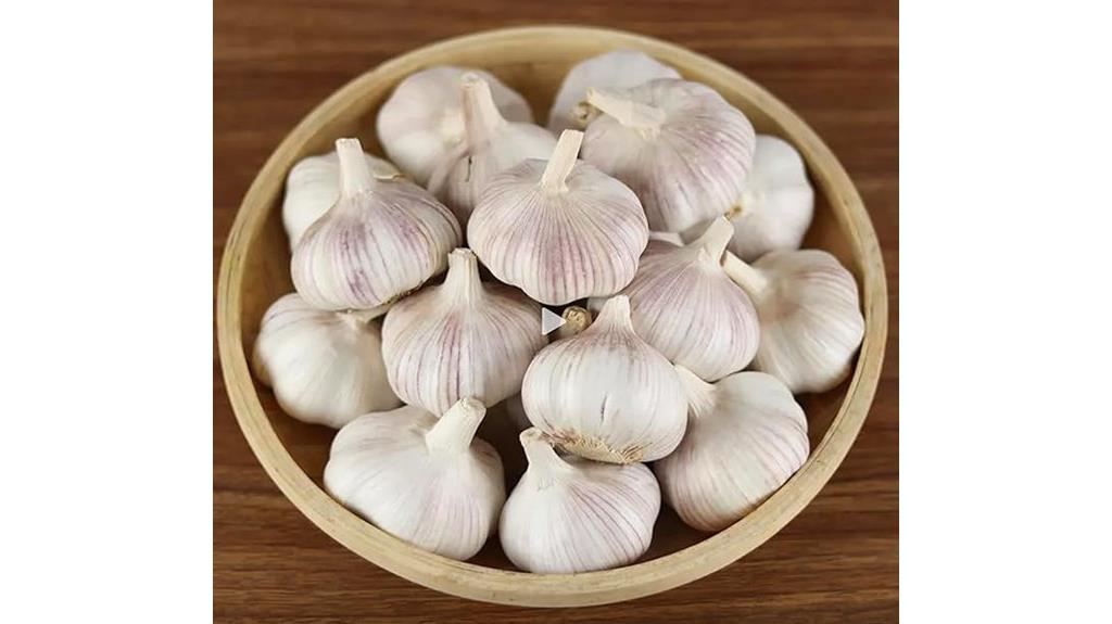large cold hardy garlic