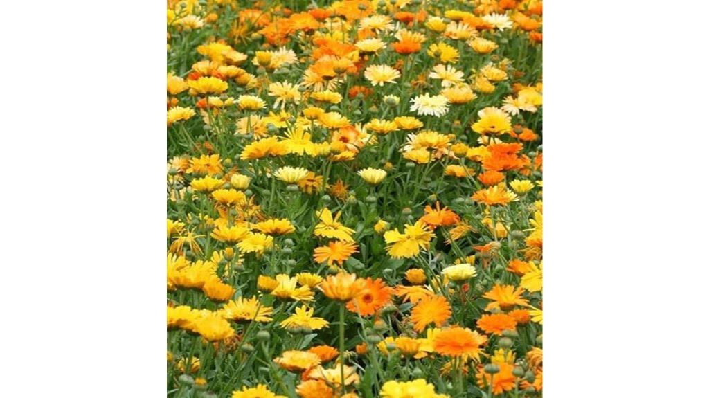 large pacific calendula seeds