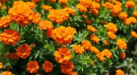 marigolds combat pests naturally