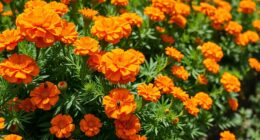 marigolds combat pests naturally