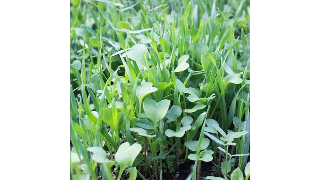 no till garden cover seeds