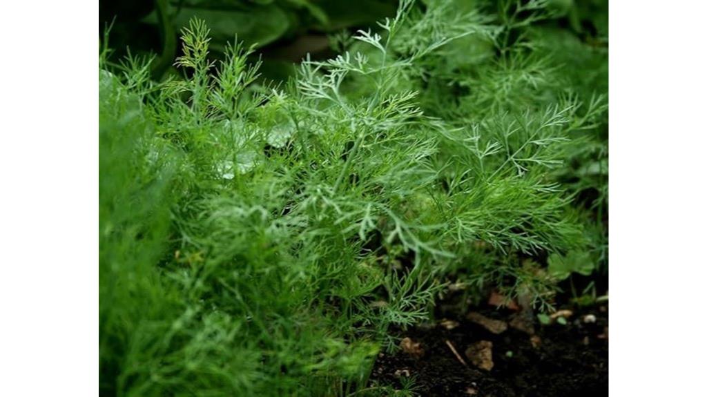 ohio dill herb seeds