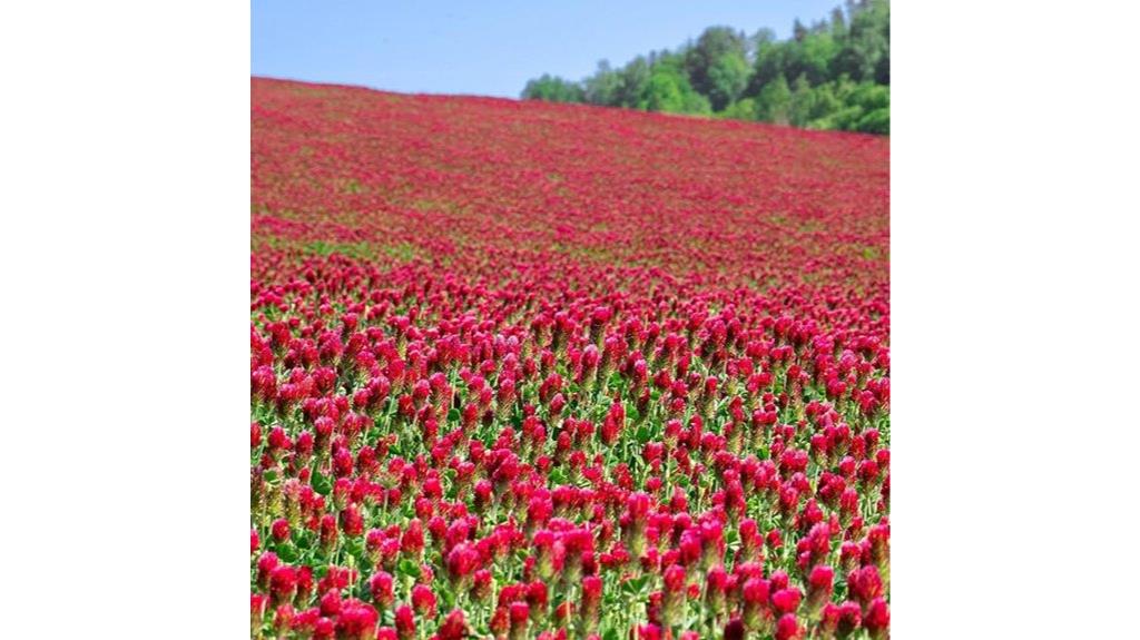 one pound organic crimson clover