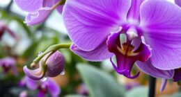 orchid second bloom secrets
