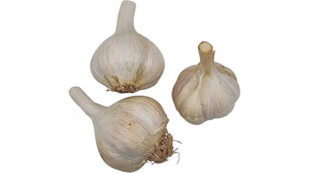 organic german red garlic