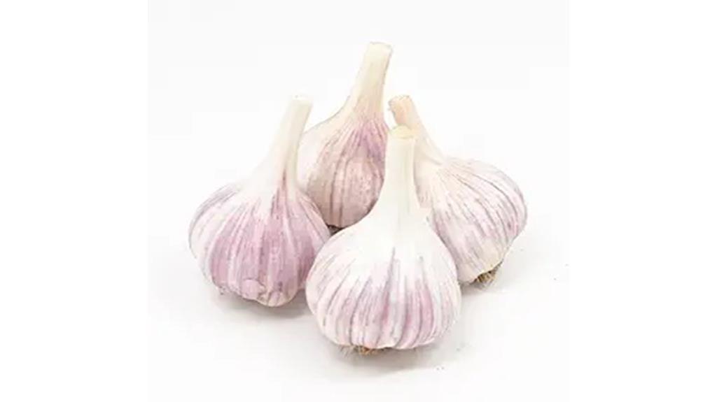 organic red garlic bulbs