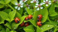 plants attracting beneficial insects