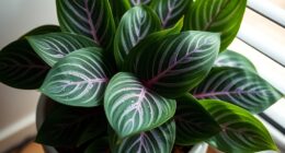 prayer plant maintenance tips